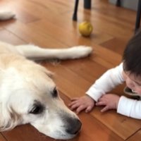 伏せる犬と赤ちゃん