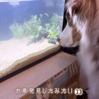 水槽の前に座るオーストラリアン・シェパード
