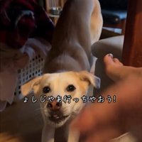伸びをする犬