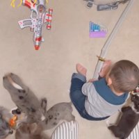 赤ちゃんとチワワファミリー2