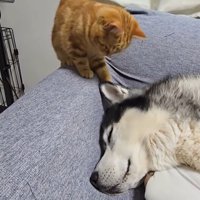 子猫に耳を触られて穏やかな表情を浮かべる犬