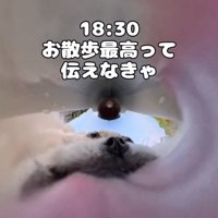 水を飲む犬2