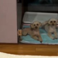 一緒にトイレシートの上に移動！