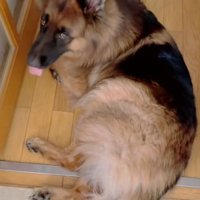 飼い主さんを見るジーボくん