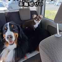 大型犬の上に乗る小型犬