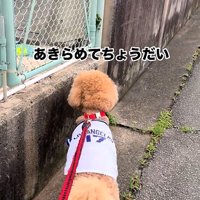 ボールを見る犬1