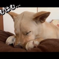 赤ちゃんのようで可愛い♡