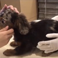 見開いた目で前を見つめる犬