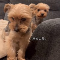 俯き反省する小型犬