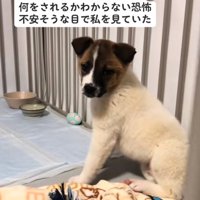 距離をとり振り向く子犬