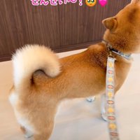 吠える柴犬