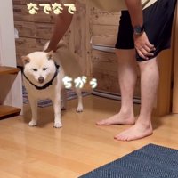 何かをお願いしに来たごん太くん7