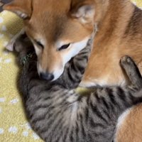 前足を犬の首に回して、犬にくっつく猫
