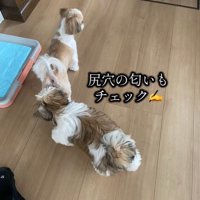 おしりの匂いもチェック