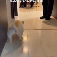 ペタペタとゆっくり前進