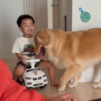 おもちゃの車に乗る男の子と、近くに佇む犬