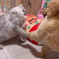 「先輩！こうですか！？」