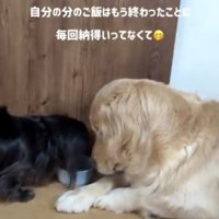 ゼロ距離でおこぼれ待ち