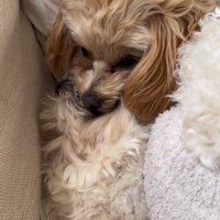 ボールを取り合う小型犬達