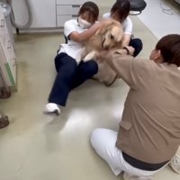 体をよじって暴れる犬と倒れそうなスタッフ