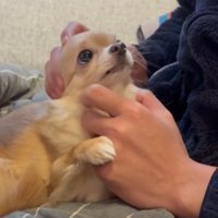 あざとい