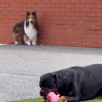 2匹の大型犬
