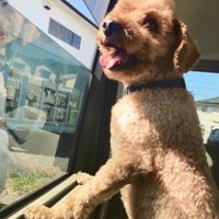 車内のイオくん
