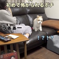 ビックリで耳がピンッ！