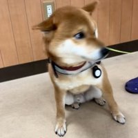 警戒するごんちゃん