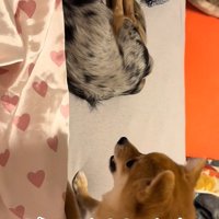 意地でも退かないチョコくん
