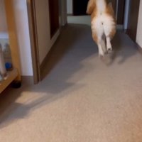 駆け出したまるちゃん！！