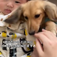赤ちゃんと遊びたいサニーちゃん4