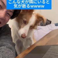 勉強中に隣にきたラスカルくん6