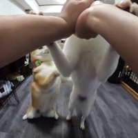 荒ぶる