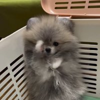 片手で顔を隠すしらすちゃん