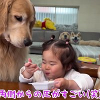 気にしないほのちゃん