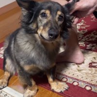 元保護犬のマックくん