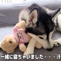 ぬいぐるみを抱っこしてウトウト…