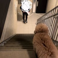 飼い主を待つ小型犬