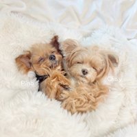 お友達と寄り添ってお昼寝♡