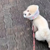 颯爽とお散歩をエンジョイ