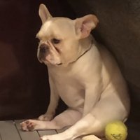 遠くを見つめる犬