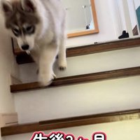 階段を降り始めたパウくん