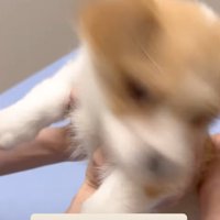暴れる子犬
