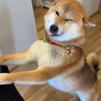 お友達が遊びに来た時のはちちゃん9