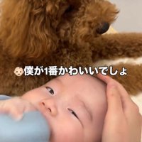 赤ちゃんを見る犬2