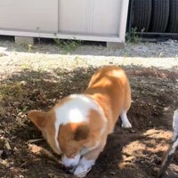 土を掘る犬