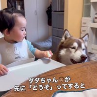 梨を食べるZIGGYくんと男の子3