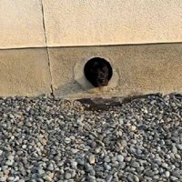 ピットブルのぶりちゃん！