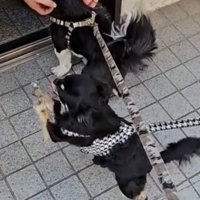 前足で呼ぶような仕草の犬
